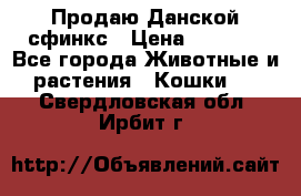  Продаю Данской сфинкс › Цена ­ 2 000 - Все города Животные и растения » Кошки   . Свердловская обл.,Ирбит г.